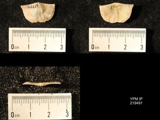 Chonetes granulifer