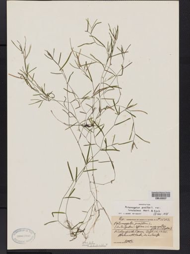 Potamogeton pusillus var. tenuifolius