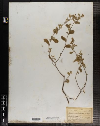 Plantae