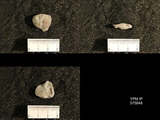 Dinorthis subquadrata