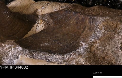 undet. Bivalvia