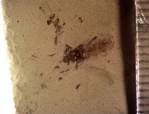 undet. Hemiptera