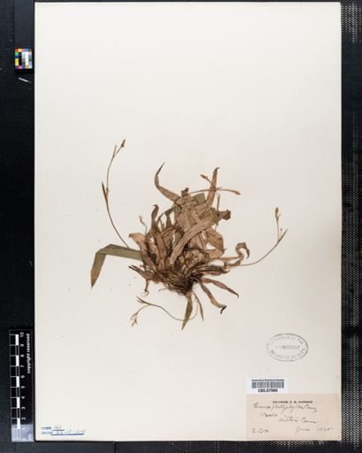 Carex platyphylla