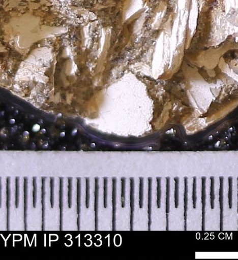 Corbicula sp.