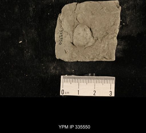 Linoproductus sp.