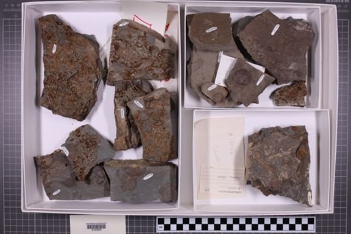 mixed taxa, stratigraphic collection