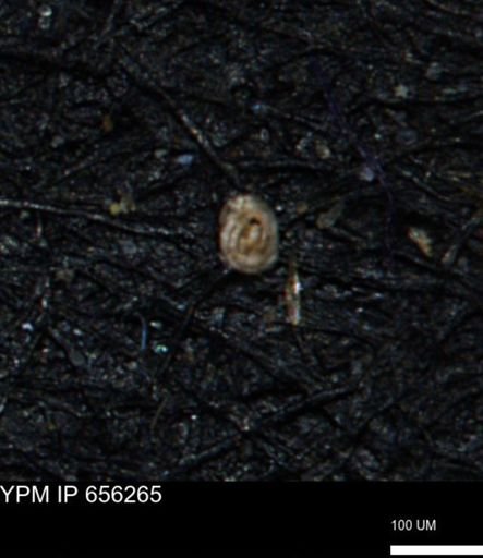 Glomospira tortuosa
