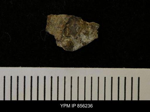 Cylichna sp.