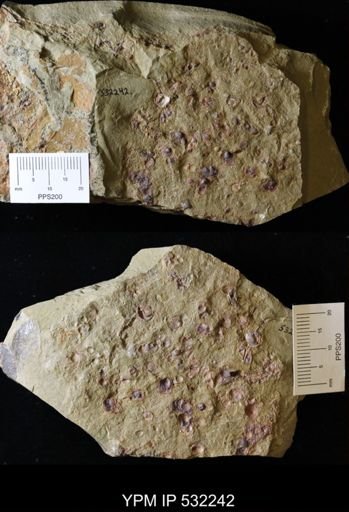 undet. Brachiopoda