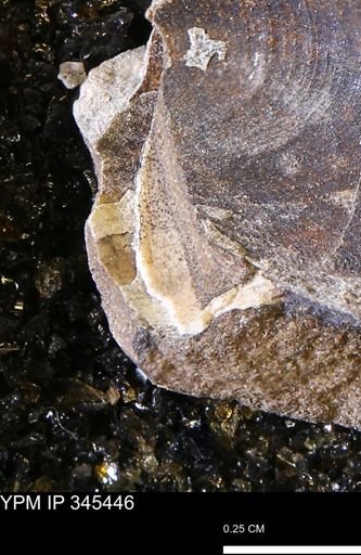 Limopsis striatopunctatus