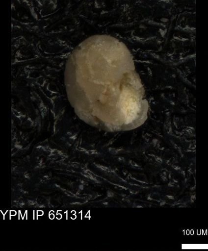 undet. Foraminiferida