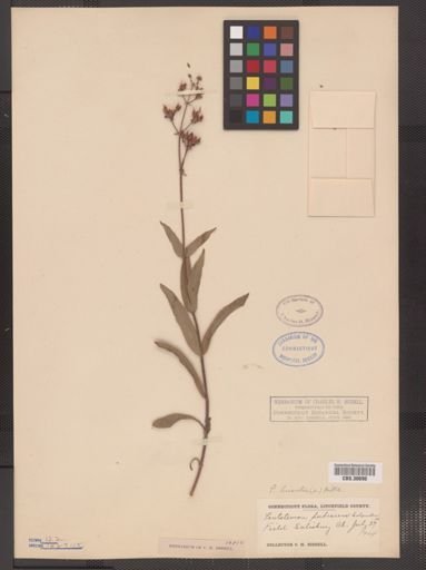 Penstemon hirsutus