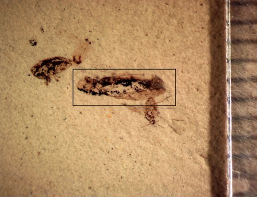 undet. Coleoptera