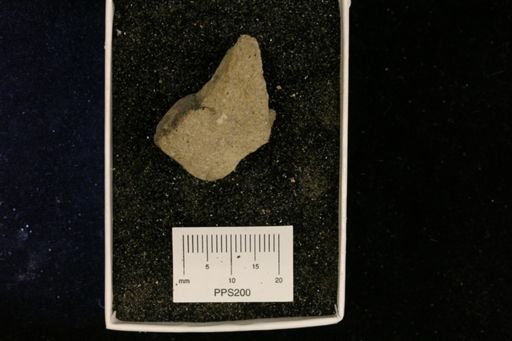 Aviculopinna pinnaeformis