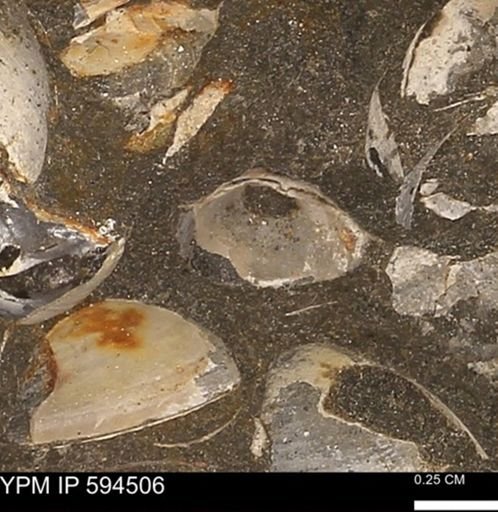 Protocardia sp.