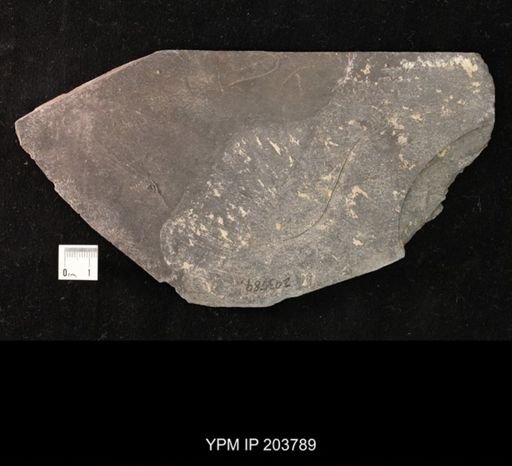 Calycanthocrinus decadactylus