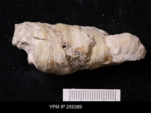 Agelasida?