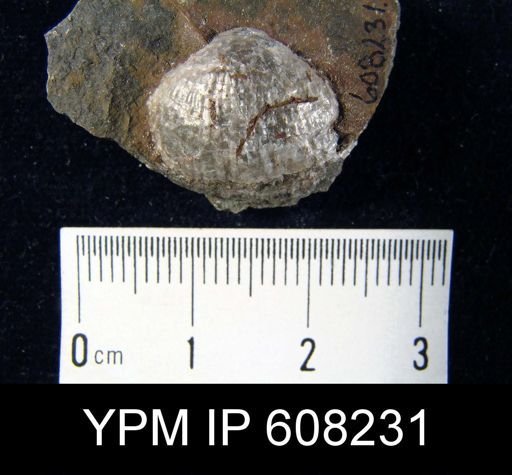 Marginifera muricata
