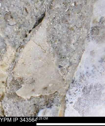 undet. Bivalvia