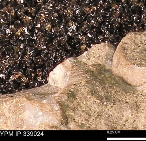 undet. Mollusca