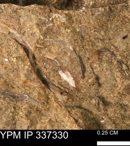 undet. Bivalvia