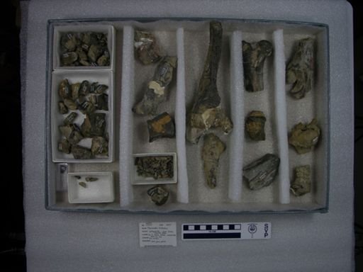 Phenacodus trilobatus