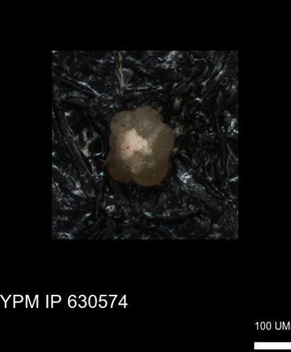 undet. Foraminiferida
