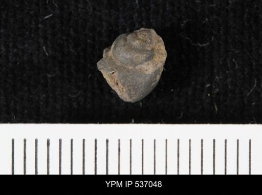 Viviparus montanaensis