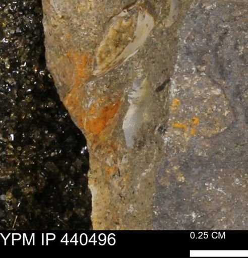 Protocardia subquadrata