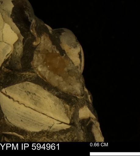 Protocardia sp.