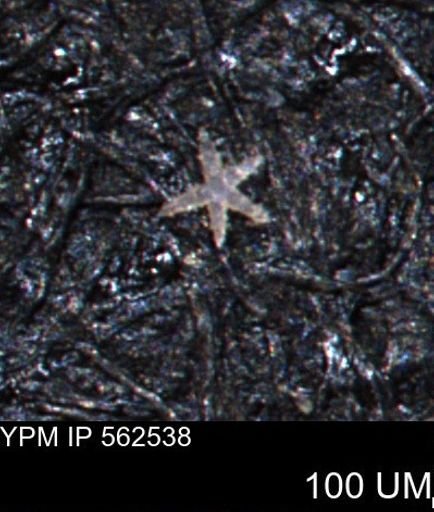 Porifera