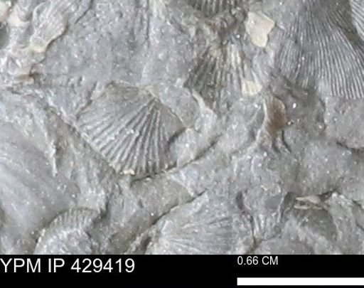 Devonochonetes scitulus