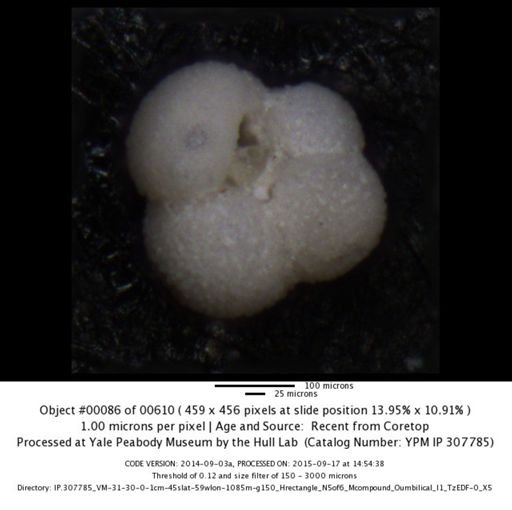 undet. Foraminiferida