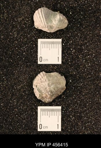 Platystrophia biforata