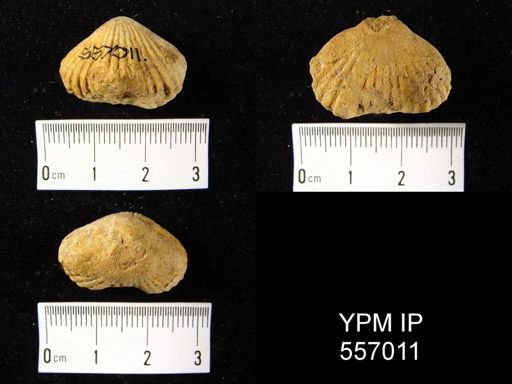 Uncinulus vellicatus