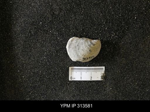 Inoceramus
