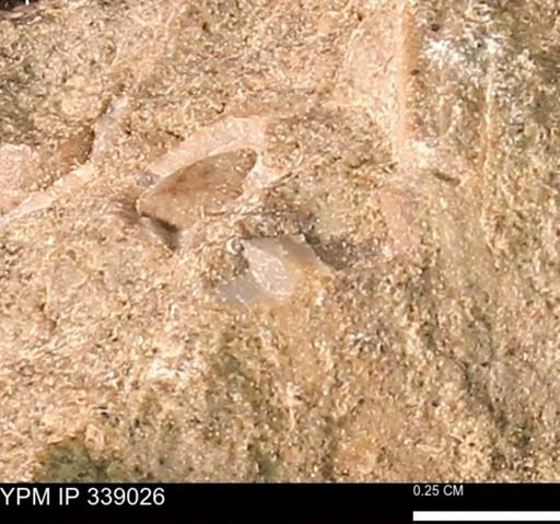 undet. Mollusca