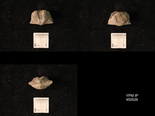 Platystrophia amoena robusta