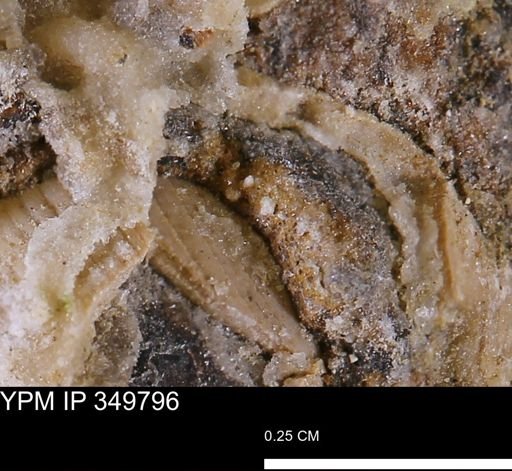 undet. Bivalvia