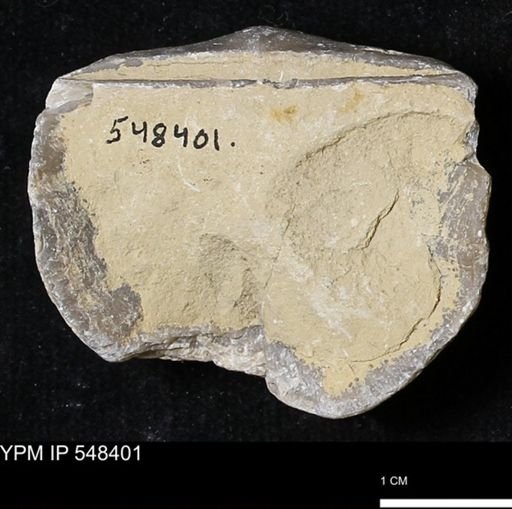 Stropheodonta callawayensis