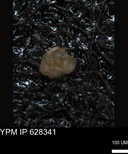 undet. Foraminiferida