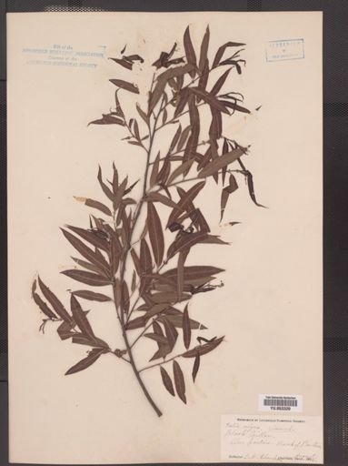 Salix nigra