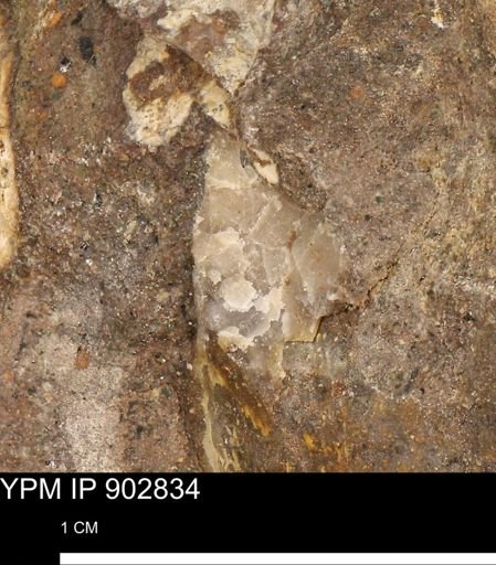 undet. Mollusca