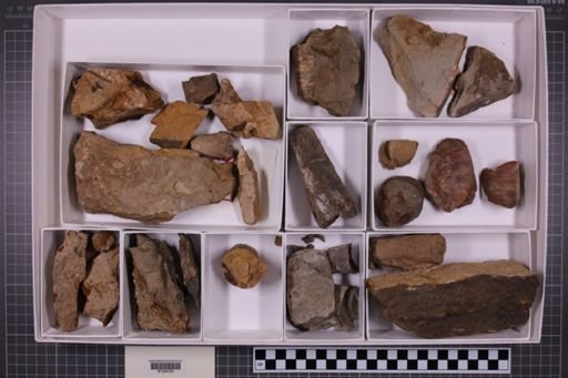mixed taxa, stratigraphic collection
