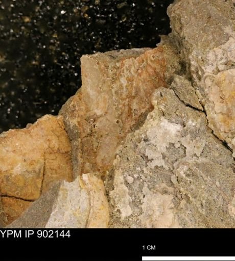 undet. Mollusca