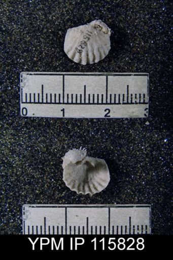 Meekella attenuata