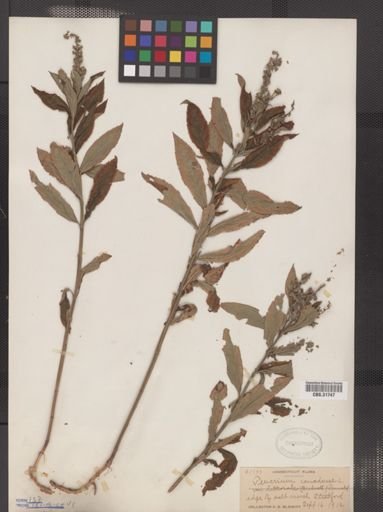 Teucrium canadense