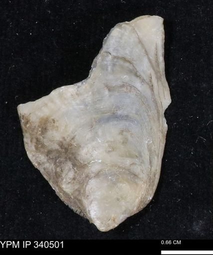 Ostrea glabra