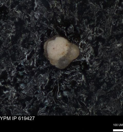 undet. Foraminiferida