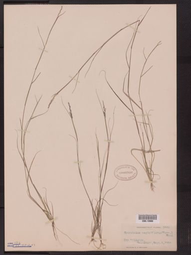 Sporobolus vaginiflorus